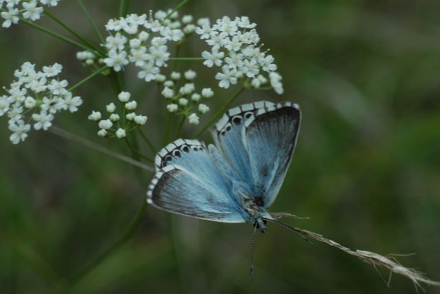 Bleek blauwtje, een blauwtje dat met het  Dwergblauwtje en Adonisblauwtje gebonden is aan kalkgrasland. Let op de geblokte franje.